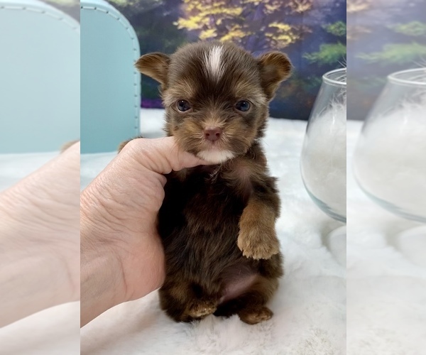 Medium Photo #14  Breeder Profile in STANTONVILLE, TN, USA