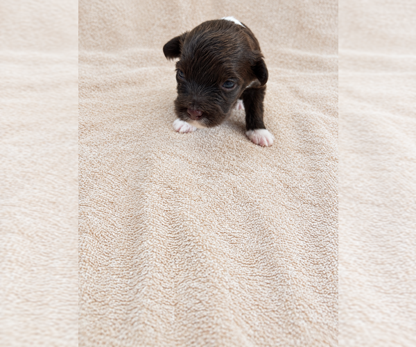 Medium Photo #6  Breeder Profile in WYLIE, TX, USA