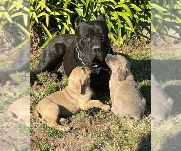 Medium Photo #1  Breeder Profile in BELGRADE, MT, USA