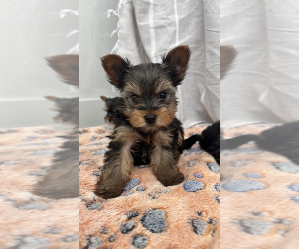 Medium Photo #3  Breeder Profile in WEST FARGO, ND, USA