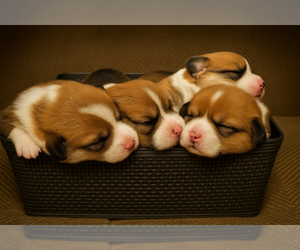 Pembroke Welsh Corgi Dog Breeder near FAYETTEVILLE, TN, USA