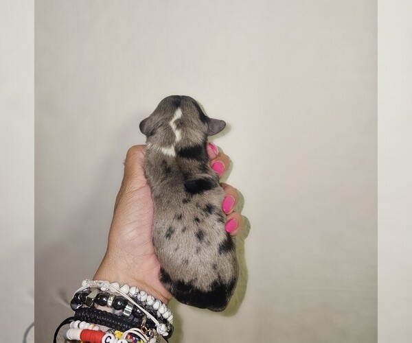 Medium Photo #26  Breeder Profile in DECATUR, IL, USA