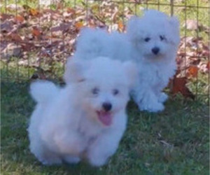 Bichon Frise Dog Breeder near WINSTON SALEM, NC, USA