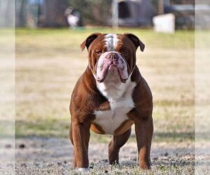 Olde English Bulldogge Dog Breeder near LEXINGTON, OK, USA