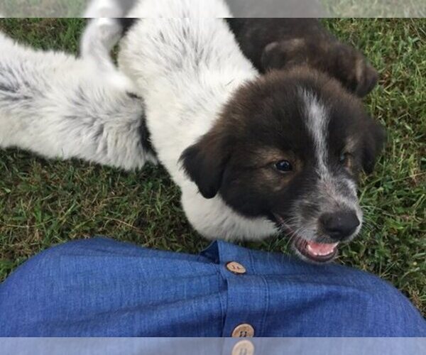 Medium Photo #1  Breeder Profile in NICHOLASVILLE, KY, USA