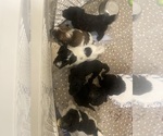 Small breeder photo