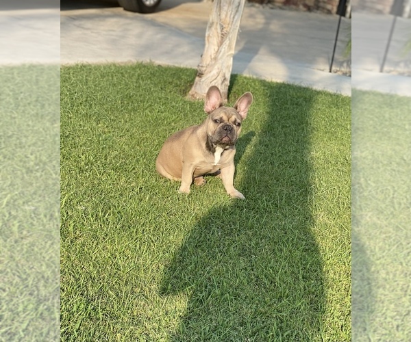 Medium Photo #1  Breeder Profile in BAKERSFIELD, CA, USA