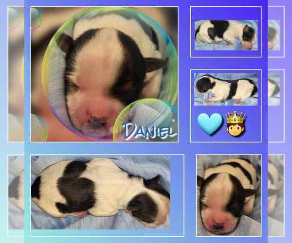 Medium Photo #14  Breeder Profile in FT WORTH, TX, USA