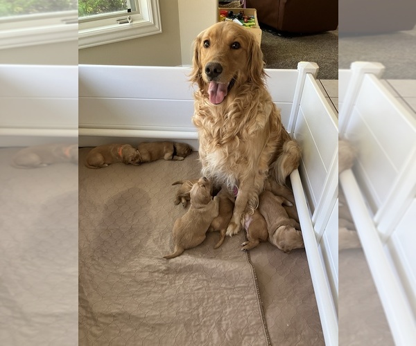 Medium Photo #1  Breeder Profile in IDAHO FALLS, ID, USA