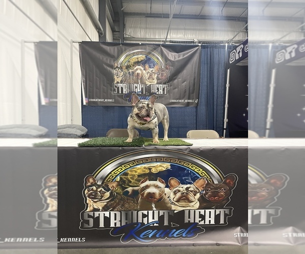 Medium Photo #1  Breeder Profile in MCHENRY, IL, USA