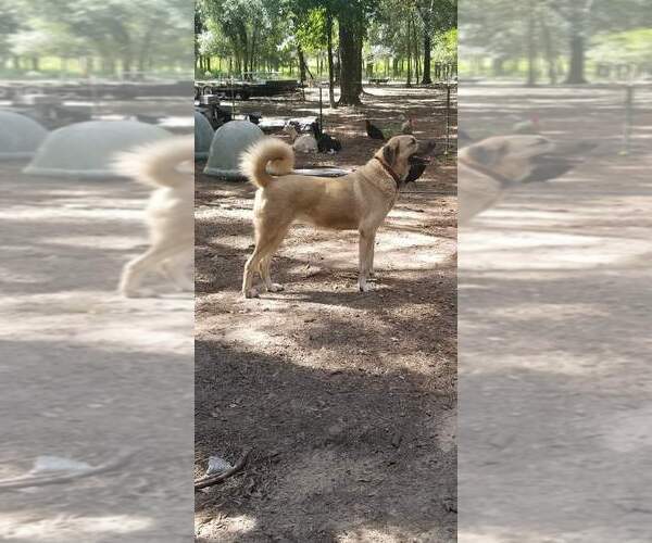 Medium Photo #1  Breeder Profile in BROOKSVILLE, FL, USA