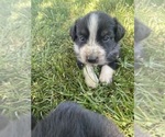 Small #13 Breeder Profile image