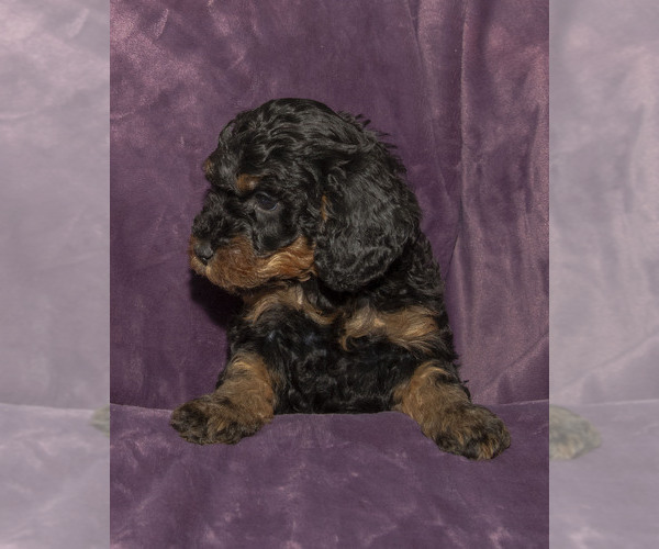 Medium Photo #19  Breeder Profile in TOPEKA, KS, USA