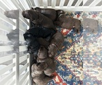 Small breeder photo