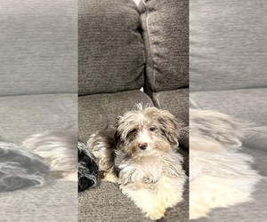 Aussiedoodle Miniature  Dog Breeder near INDIANAPOLIS, IN, USA