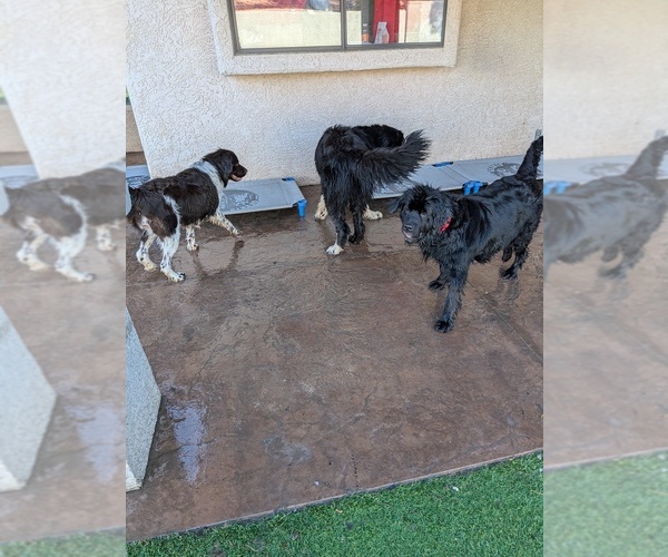 Medium Photo #35  Breeder Profile in LAS VEGAS, NV, USA