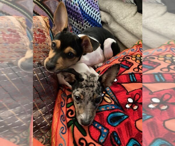 Medium Photo #1  Breeder Profile in COLORADO SPRINGS, CO, USA