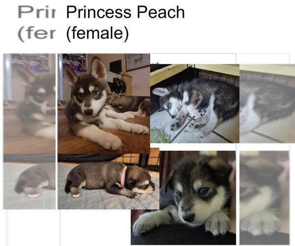 Medium Photo #2  Breeder Profile in MIDDLETOWN, OH, USA