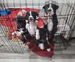 Small breeder photo