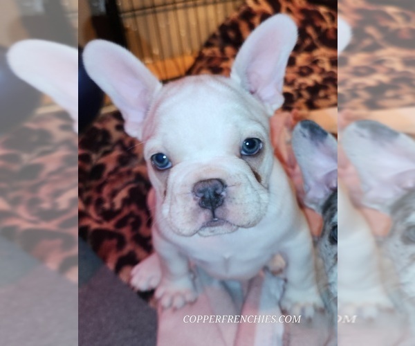 Medium Photo #21  Breeder Profile in BAKER CITY, OR, USA