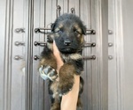 Small #201 Breeder Profile image