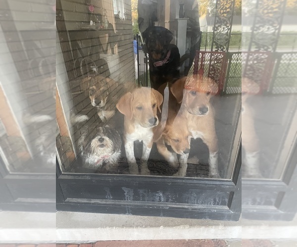 Medium Photo #1  Breeder Profile in WARREN, MI, USA