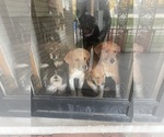 Small breeder photo