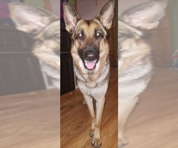 Medium Photo #1  Breeder Profile in SANFORD, NC, USA