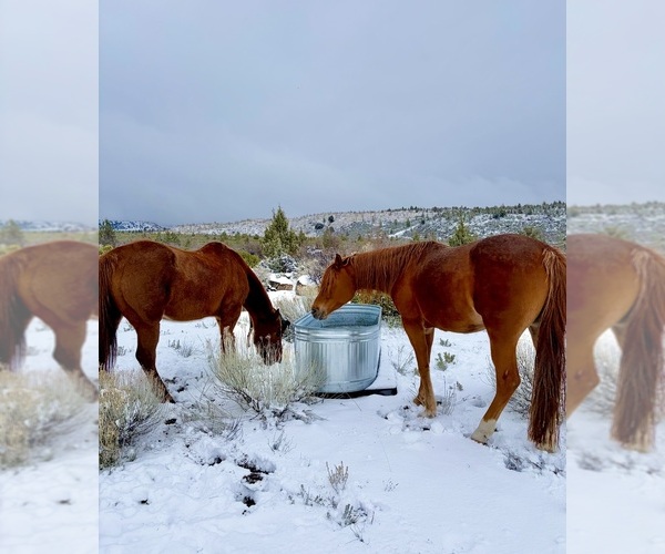 Medium Photo #9  Breeder Profile in HAMMOND RANCH, CA, USA
