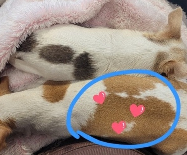 Medium Photo #4  Breeder Profile in ISLETON, CA, USA