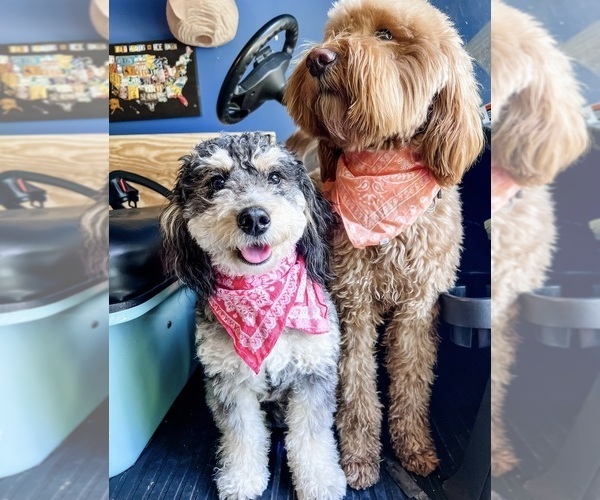 Medium Photo #1  Breeder Profile in SANTA ROSA BEACH, FL, USA