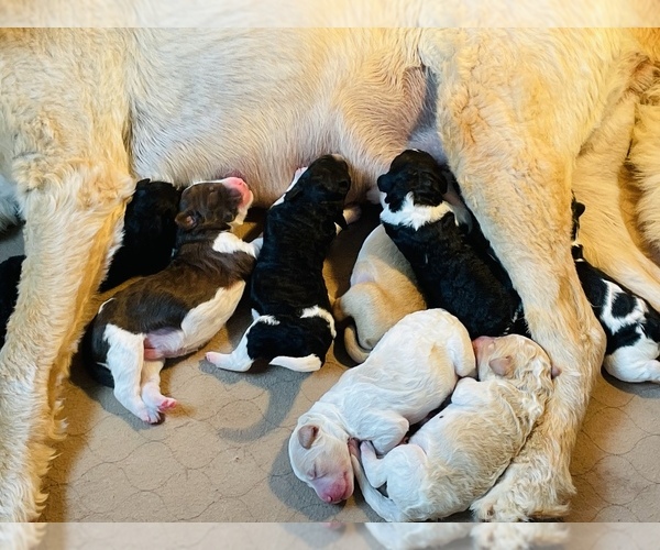 Medium Photo #1  Breeder Profile in NEW LEBANON, OH, USA