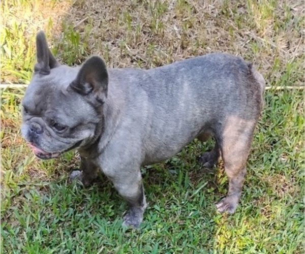 Medium Photo #4  Breeder Profile in NEW WAVERLY, TX, USA