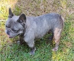 Small #3 Breeder Profile image