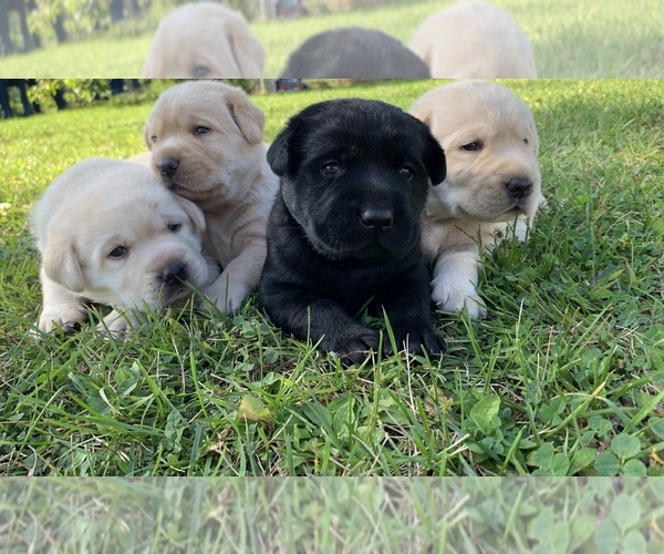 Medium Photo #1  Breeder Profile in MC BAIN, MI, USA
