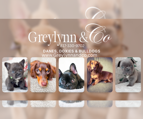 Medium Photo #1  Breeder Profile in FORT WORTH, TX, USA