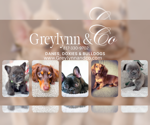 Medium Breeder Profile Photo