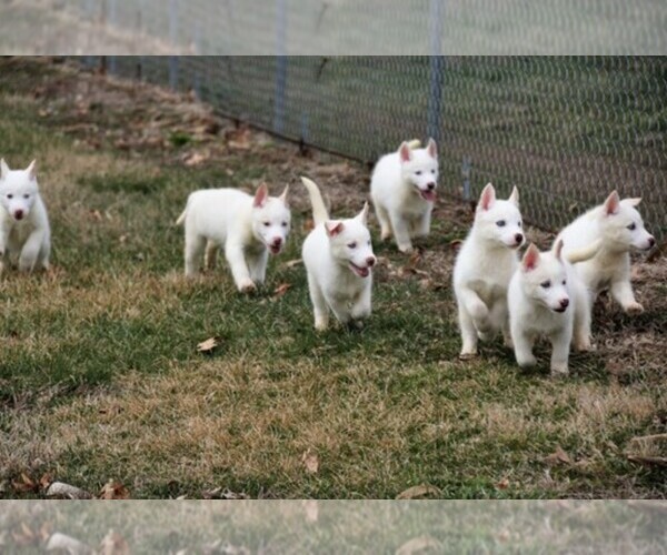 Medium Photo #1  Breeder Profile in INDIANOLA, IA, USA
