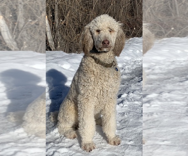 Medium Photo #13  Breeder Profile in HAMILTON, MT, USA