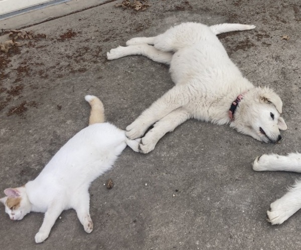 Medium Photo #8  Breeder Profile in LECOMPTON, KS, USA