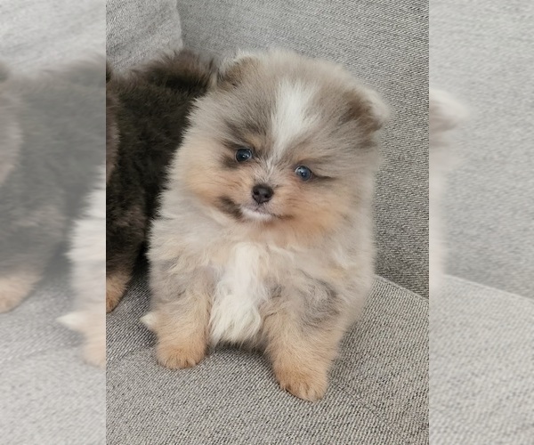 Medium Photo #1  Breeder Profile in HOMESTEAD, FL, USA