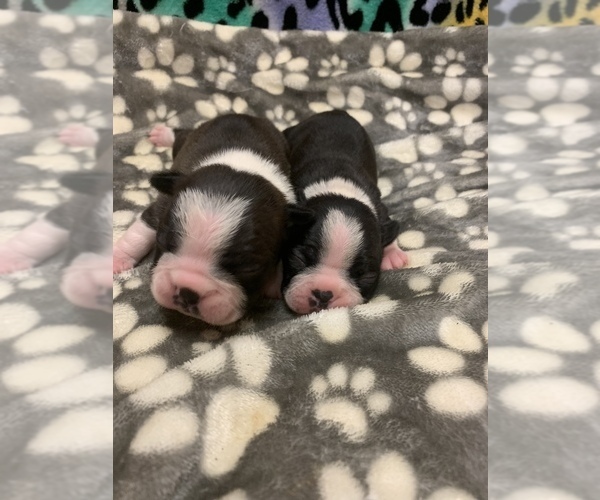 Medium Photo #19  Breeder Profile in PARKERS LAKE, KY, USA