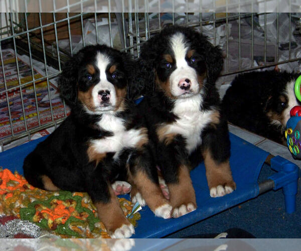 Medium Photo #1  Breeder Profile in LAKESIDE, CA, USA