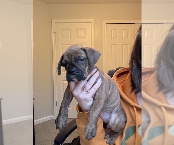 Medium Photo #7  Breeder Profile in MENTOR, OH, USA