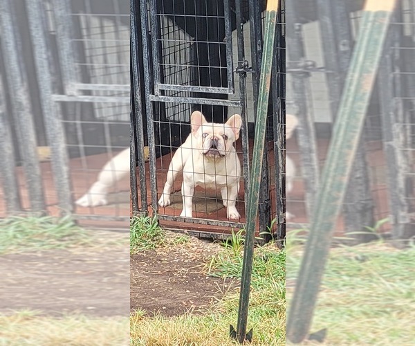 Medium Photo #1  Breeder Profile in JUNCTION CITY, KS, USA