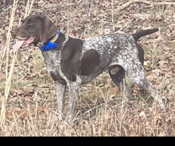 Medium Photo #2  Breeder Profile in GAINESVILLE, GA, USA