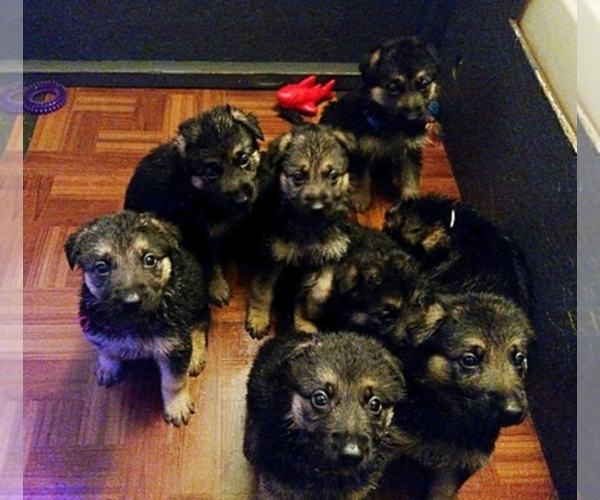 Medium Photo #1  Breeder Profile in WILDOMAR, CA, USA