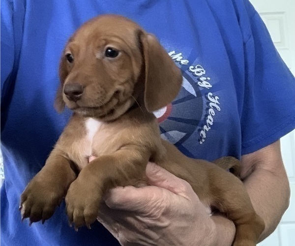 Medium Photo #1  Breeder Profile in RED OAK, TX, USA