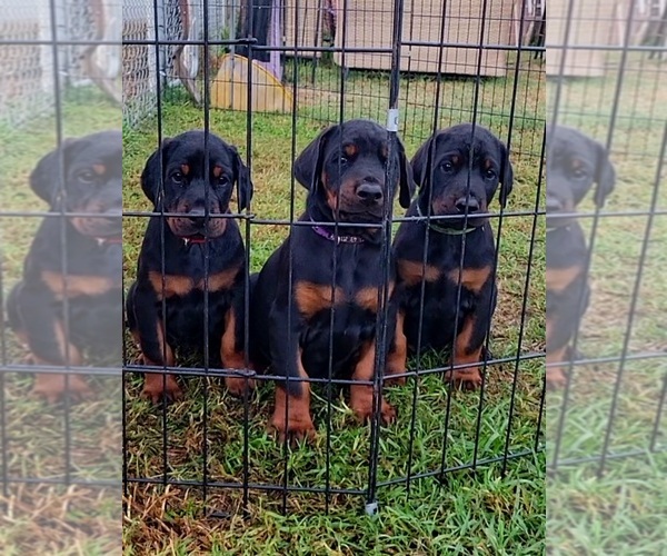 Medium Photo #1  Breeder Profile in DOWNEY, CA, USA