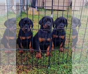 Doberman Pinscher Dog Breeder near DOWNEY, CA, USA